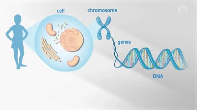 DNA chromosome cell human diagram