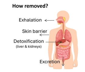 How toxic substances are removed from the body