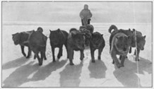 Huskies on Douglas Mawson's Antarctic journey