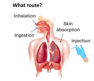 Human body routes of exposure