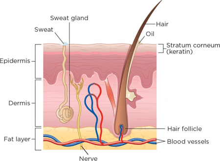Diagram of the skin, reproduced from https://www.nursingtimes.net/dermatology/skin-1-the-structure-and-functions-of-the-skin-25-11-2019