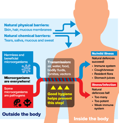 Hygiene prevents transmission of microorganisms